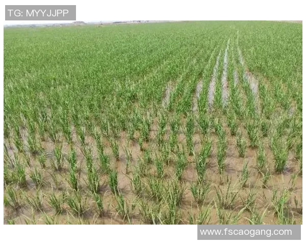 五谷丰登:探索五种主要农作物的种植技巧与经济价值